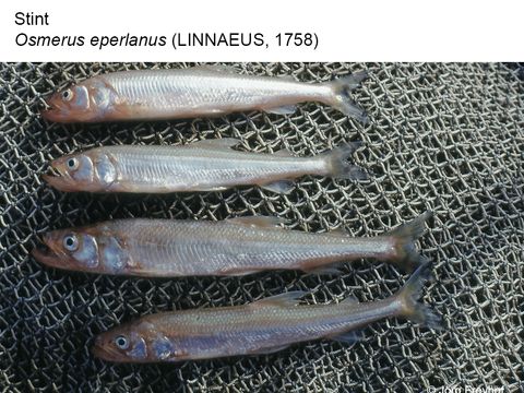 12 Stint - Osmerus eperlanus (Linnaeus, 1758) (Bild: Jörg Freyhof)