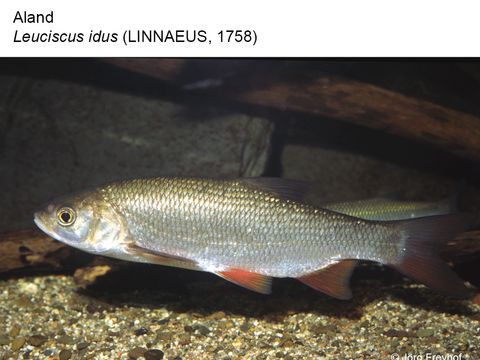 14 Aland - Leuciscus idus (Linnaeus, 1758) (Bild: Jörg Freyhof)
