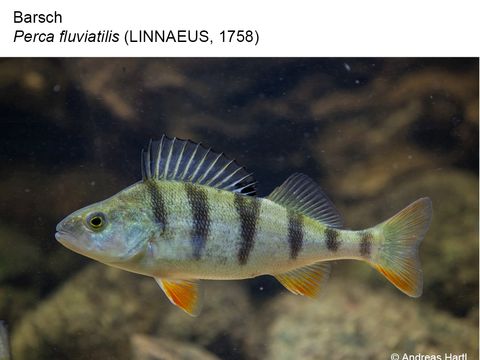 15 Barsch - Perca fluviatilis (Linnaeus, 1758) (Bild: Andreas Hartl)