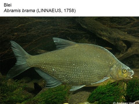 16 Blei - Abramis brama (Linnaeus, 1758) (Bild: Andreas Hartl)