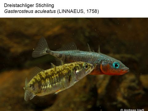 17 Dreistachliger Stichling - Gasterosteus aculeatus (Linnaeus, 1758) (Bild: Andreas Hartl)