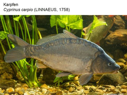 19 Karpfen - Cyprinus carpio (Linnaeus, 1758) (Bild: Andreas Hartl)