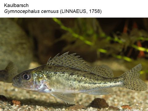 20 Kaulbarsch - Gymnocephalus cernuus (Linnaeus, 1758) (Bild: Jörg Freyhof)