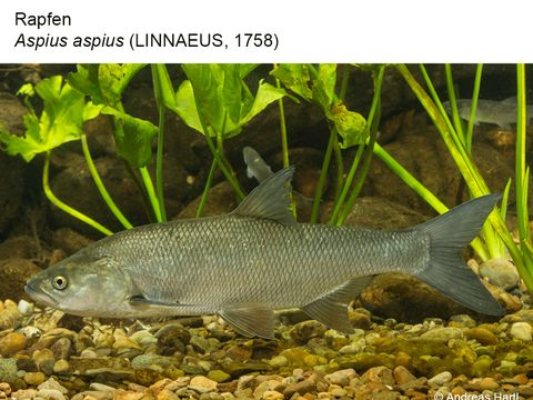 23 Rapfen - Aspius aspius (Linnaeus, 1758) (Bild: Andreas Hartl)