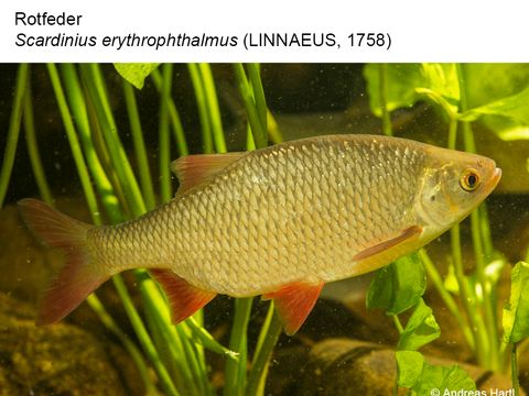 24 Rotfeder - Scardinius erythrophthalmus (Linnaeus, 1758) (Bild: Andreas Hartl)
