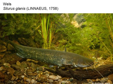 27 Wels - Silurus glanis (LINNAEUS, 1758) (Bild: Andreas Hartl)