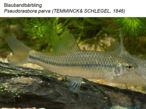 30 Blaubandbärbling - Pseudorasbora parva (Temminck & Schlegel, 1846) (Bild: Andreas Hartl)