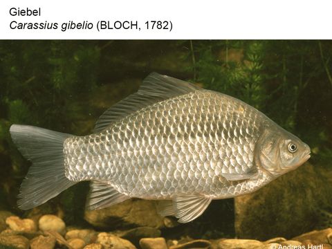 31 Giebel - Carassius gibelio (Bloch, 1782) (Bild: Andreas Hartl)