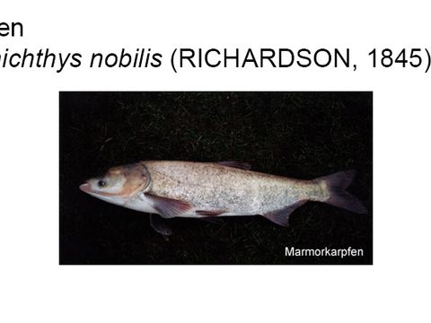 34 Marmorkarpfen - Hypophthalmichthys nobilis (Richardson, 1845) (Bild: Umweltatlas Berlin)