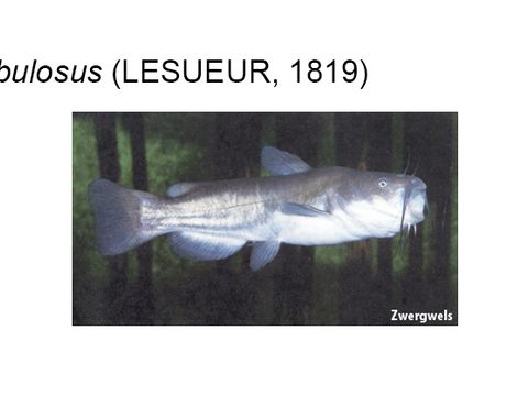 38 Zwergwels - Ameiurus nebulosus (LeSueur, 1819) (Bild: Umweltatlas Berlin)