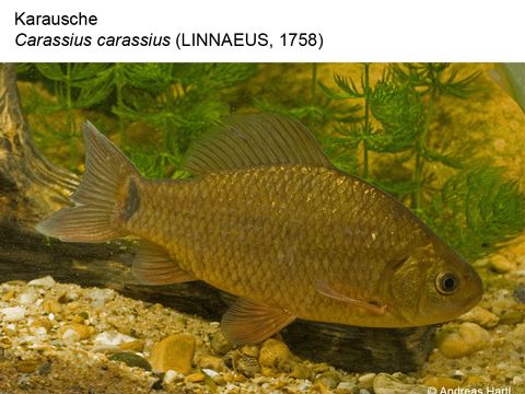 01 Karausche - Carassius carassius (Linnaeus, 1758) (Bild: Andreas Hartl)