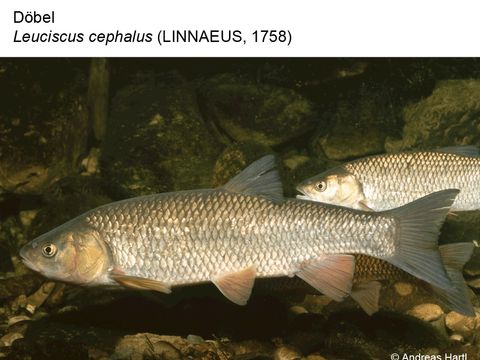 05 Döbel - Leuciscus cephalus (Linnaeus, 1758) (Bild: Andreas Hartl)