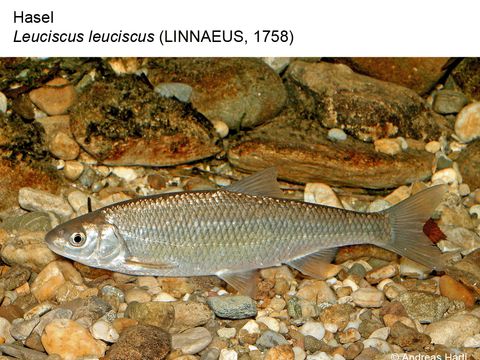06 Hasel - Leuciscus leuciscus (Linnaeus, 1758) (Bild: Andreas Hartl)