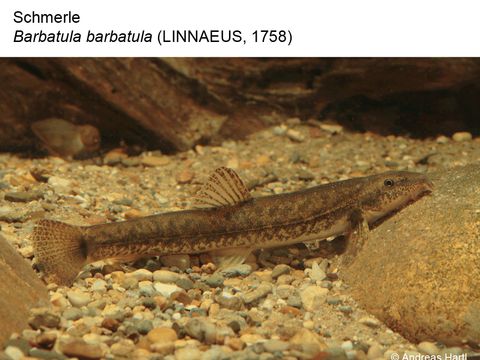 07 Schmerle - Barbatula barbatula (Linnaeus, 1758) (Bild: Andreas Hartl)
