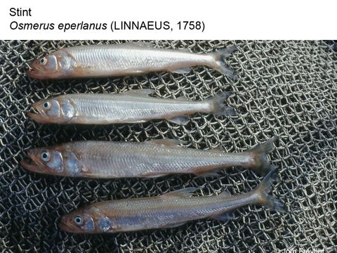 08 Stint - Osmerus eperlanus (Linnaeus, 1758) (Bild: Jörg Freyhof)