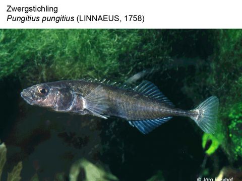 11 Zwergstichling - Pungitius pungitius (Linnaeus, 1758) (Bild: Jörg Freyhof)
