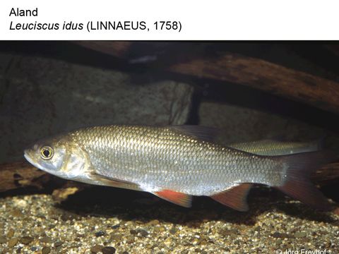 12 Aland - Leuciscus idus (Linnaeus, 1758) (Bild: Jörg Freyhof)