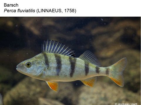 13 Barsch - Perca fluviatilis (Linnaeus, 1758) (Bild: Andreas Hartl)