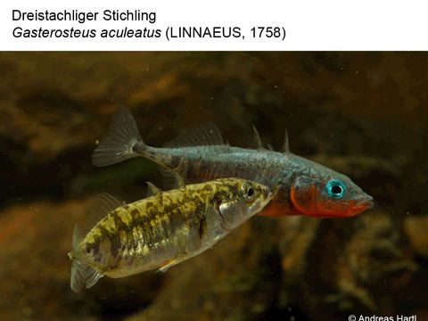 15 Dreistachliger Stichling - Gasterosteus aculeatus (Linnaeus, 1758) (Bild: Andreas Hartl)