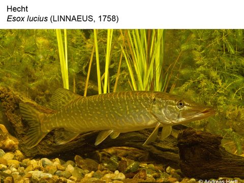 18 Hecht - Esox lucius (Linnaeus, 1758) (Bild: Andreas Hartl)