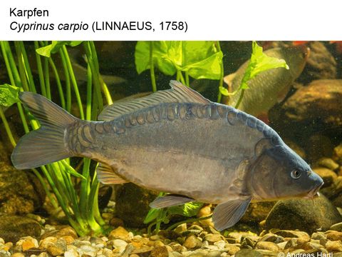 19 Karpfen - Cyprinus carpio (Linnaeus, 1758) (Bild: Andreas Hartl)