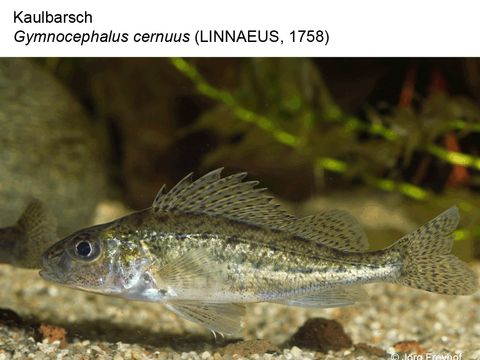 20 Kaulbarsch - Gymnocephalus cernuus (Linnaeus, 1758) (Bild: Jörg Freyhof)