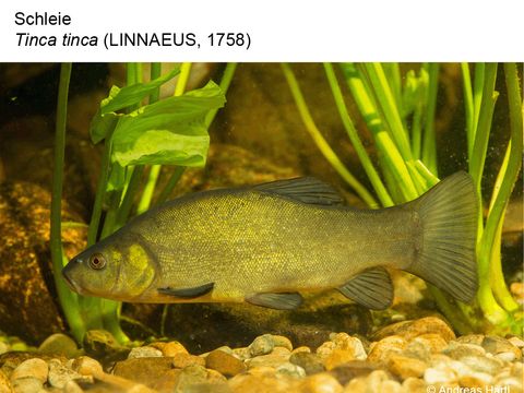 25 Schleie - Tinca tinca (Linnaeus, 1758) (Bild: Andreas Hartl)