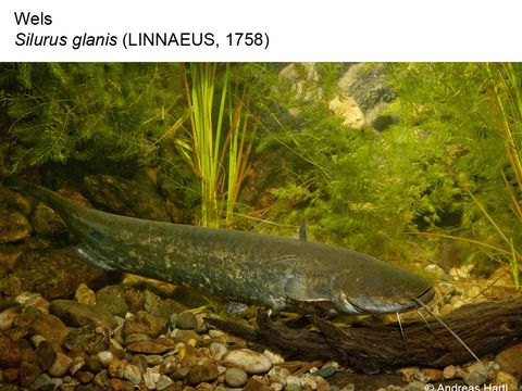 27 Wels - Silurus glanis (Linnaeus, 1758) (Bild: Andreas Hartl)