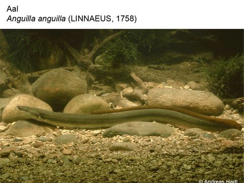 29 Aal - Anguilla anguilla (Linnaeus, 1758) (Bild: Andreas Hartl)