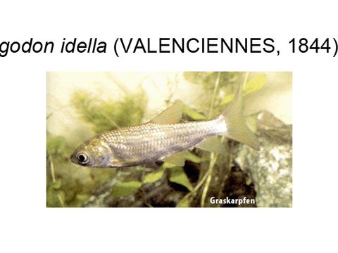 34 Graskarpfen - Ctenopharyngodon idella (Valenciennes, 1844) (Bild: Umweltatlas Berlin)