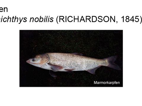 35 Marmorkarpfen - Hypophthalmichthys nobilis (Richardson, 1845) (Bild: Umweltatlas Berlin)