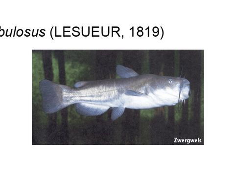 38 Zwergwels - Ameiurus nebulosus (LeSueur, 1819) (Bild: Umweltatlas Berlin)