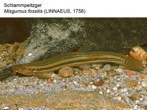 02 Schlammpeitzger - Misgurnus fossilis (Linnaeus, 1758) (Bild: Andreas Hartl)