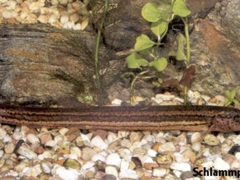 01 Weatherfish - Misgurnus fossilis (Linnaeus, 1758) (Image: Umweltatlas Berlin)
