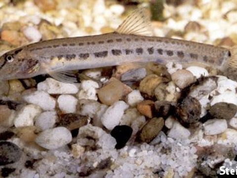 02 Spined loach - Cobitis taenia (Linnaeus, 1758) (Image: Umweltatlas Berlin)