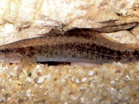 03 Burbot - Lota lota (Linnaeus, 1758) (Image: Umweltatlas Berlin)