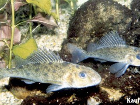 07 Ruffe - Gymnocephalus cernua (Linnaeus, 1758) (Image: Umweltatlas Berlin)