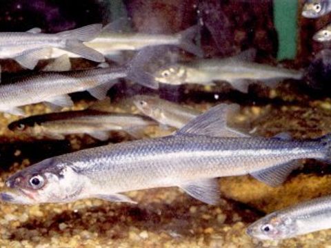 08 Smelt - Osmerus eperlanus f. spirinchus (Pallas, 1811) (Image: Umweltatlas Berlin)