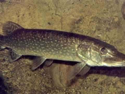 09 Pike - Esox lucius (Linnaeus, 1758) (Image: Umweltatlas Berlin)