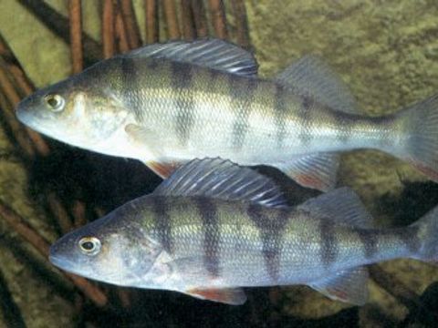 11 Perch - Perca fluviatilis (Linnaeus, 1758) (Image: Umweltatlas Berlin)