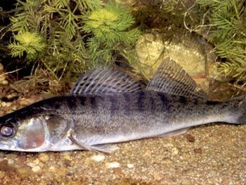 12 Zander - Stizostedion lucioperca (Linnaeus, 1758) (Image: Umweltatlas Berlin)