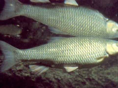 14 Chub - Leuciscus cephalus (Linnaeus, 1758) (Image: Umweltatlas Berlin)