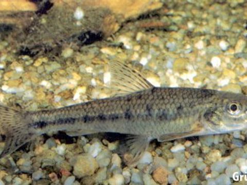 17 Gudgeon - Gobio gobio (Linnaeus, 1758) (Image: Umweltatlas Berlin)