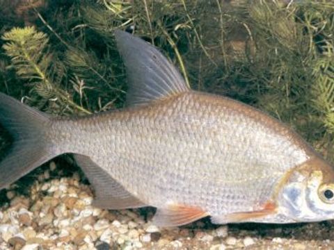 24 White bream - Blicca bjoerkna (Linnaeus, 1758) (Image: Umweltatlas Berlin)