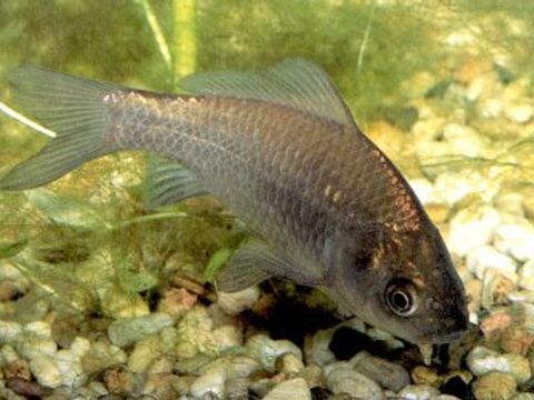 29 Gibel carp - Carassius auratus gibelio (Bloch, 1783) (Image: Umweltatlas Berlin)