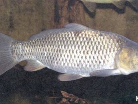31 Carp - Cyprinus carpio (Linnaeus, 1758) (Image: Umweltatlas Berlin)