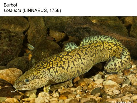 01 Burbot - Lota lota (Linnaeus, 1758) (Image: Andreas Hartl)