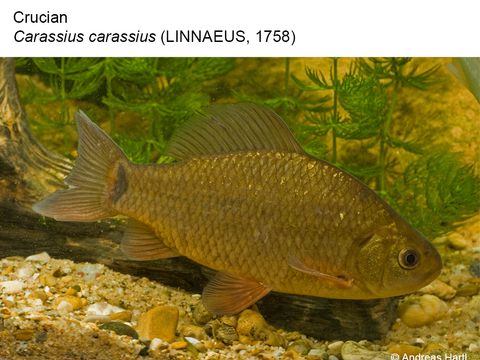 02 Crucian - Carassius carassius (Linnaeus, 1758) (Image: Andreas Hartl)
