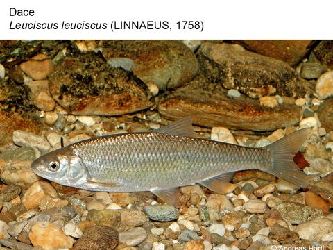 04 Dace - Leuciscus leuciscus (Linnaeus, 1758) (Image: Andreas Hartl)