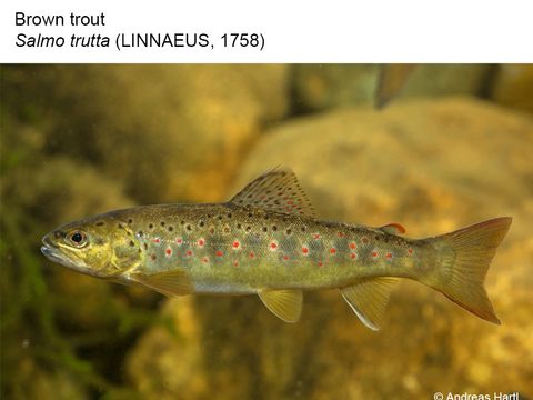 05 Brown trout – Salmo trutta (LINNAEUS, 1758) (Image: Andreas Hartl)